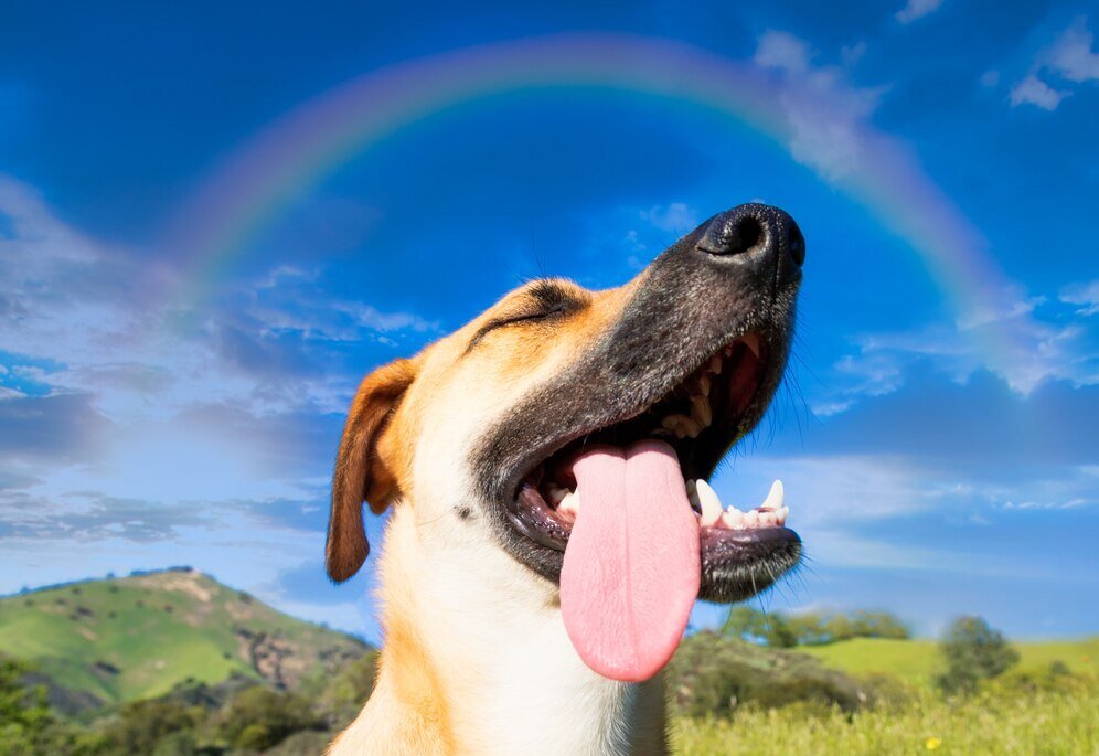 dog in front of rainbow