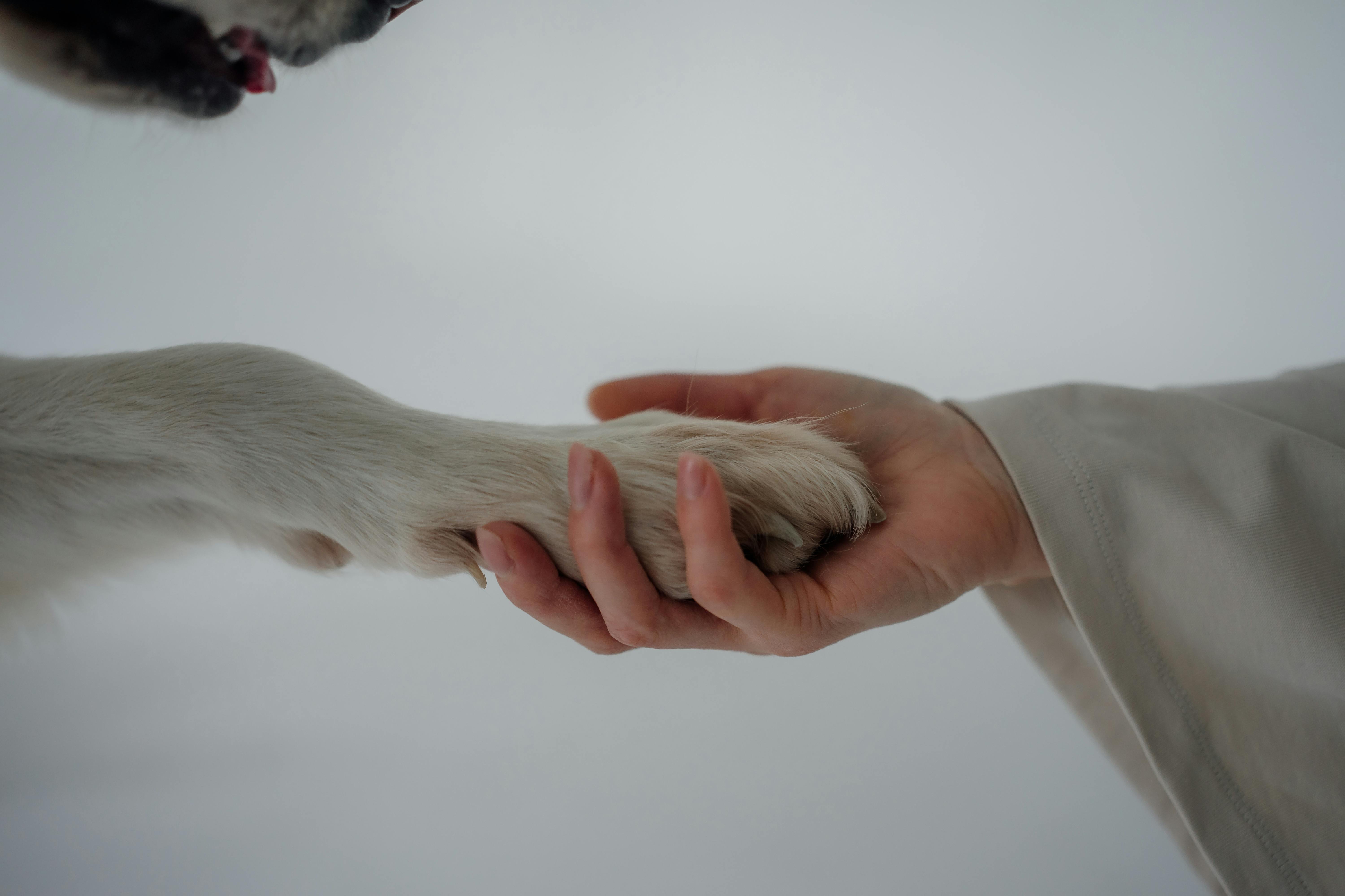 human holding dog’s paw